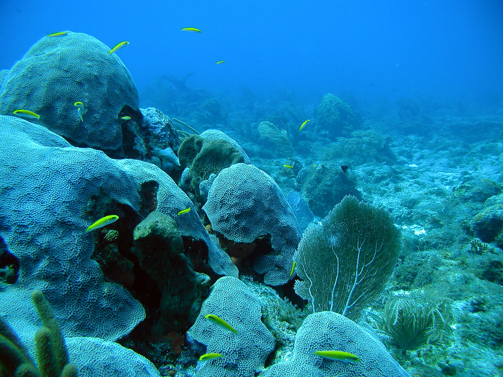 Mounds of coral and a sea fan on a reef, with small yellow fish swimming past