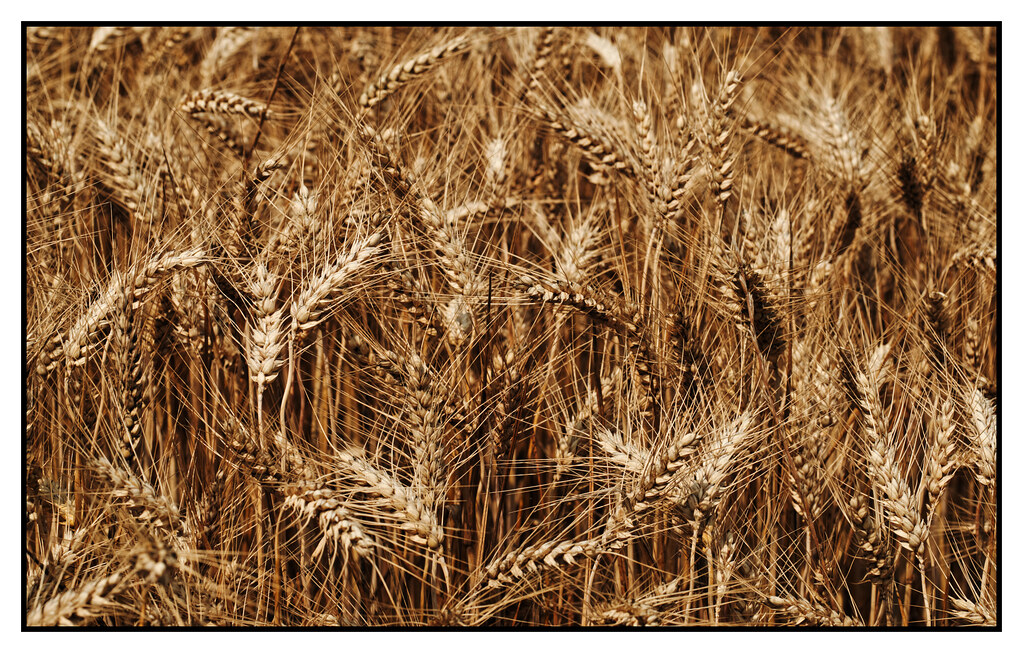 Close-up of ripe golden wheat in a field