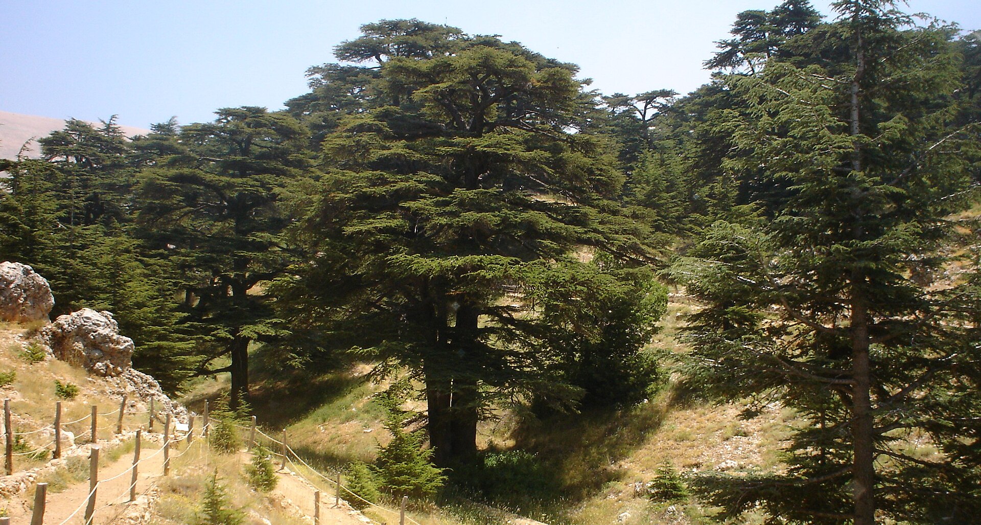A cedar forest on a rocky mountain slope, with a rope-fenced footpath in the foreground