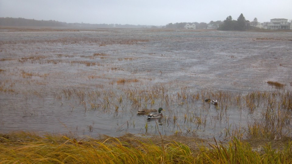 Ducks swim through flooded marshland with reeds under a grey sky