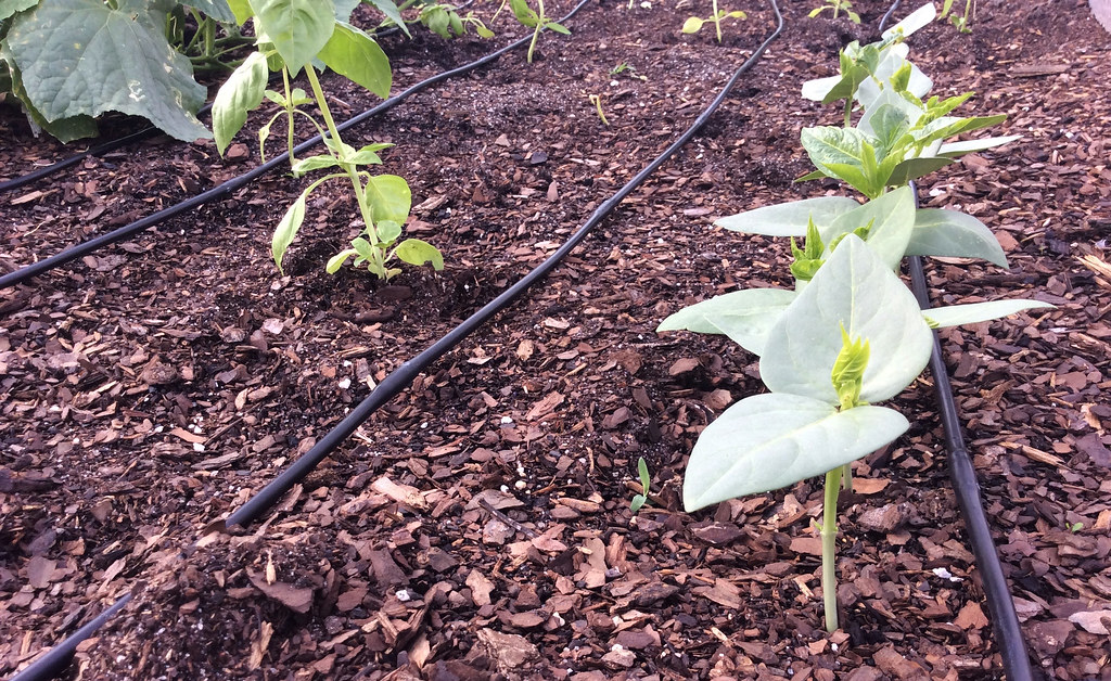 Young seedlings growing beside black drip irrigation lines in mulched soil